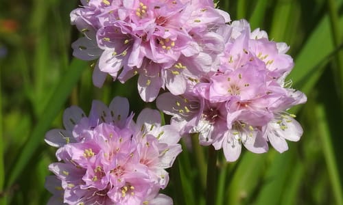 Engels gras (Armeria maritima)