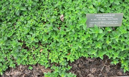 Echte marjolein (Origanum majorana)