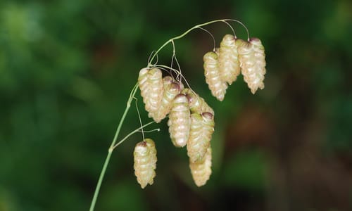 Groot trilgras (Briza maxima)