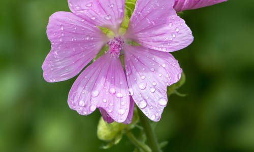 Muskuskaasjeskruid (Malva moschata)