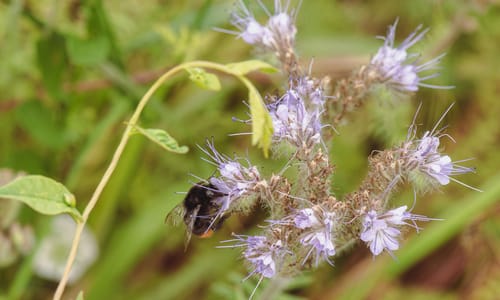 Phacelia (Phacelia tanacetifolia)