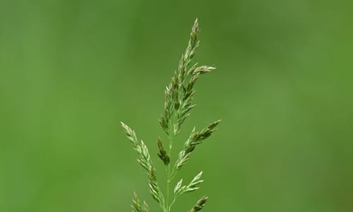 Veldbeemdgras (Poa pratensis ssp. pratensis)