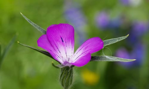 Bolderik BIO (Agrostemma githago)