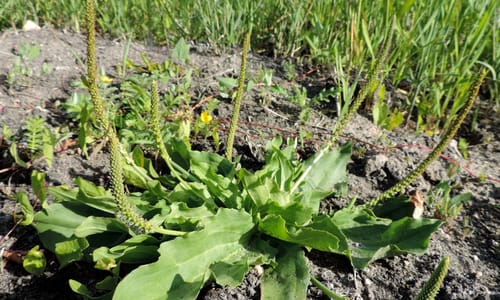 Grote weegbree (Plantago major ssp. major)