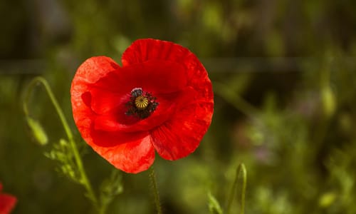 Grote klaproos BIO (Papaver rhoeas)