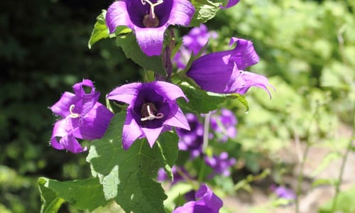 Ruig klokje (Campanula trachelium)