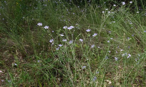 Overblijvend vlas (Linum perenne)