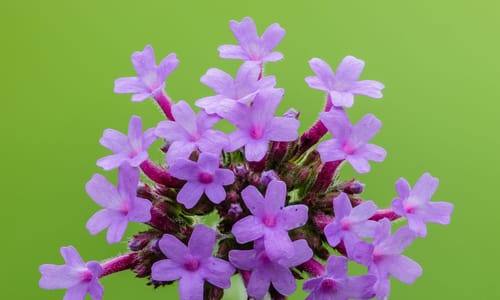 Stijf ijzerhard (Verbena bonariensis)