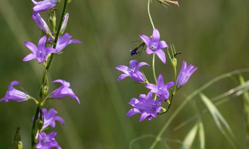 Rapunzelklokje (Campanula rapunculus)