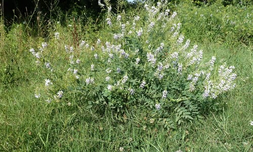 Galega (Galega officinalis)
