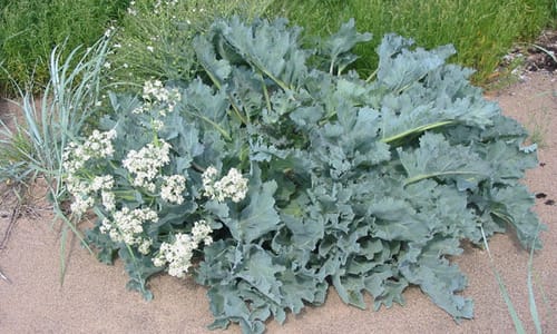 Zeekool (Crambe maritima)