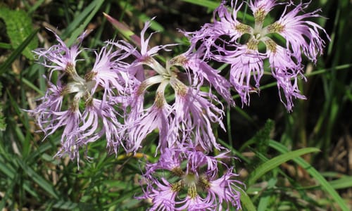 Prachtanjer (Dianthus superbus)