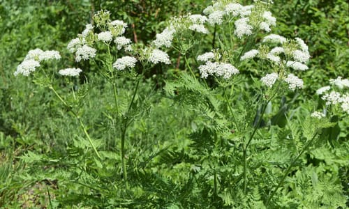 Roomse kervel (Myrrhis odorata)
