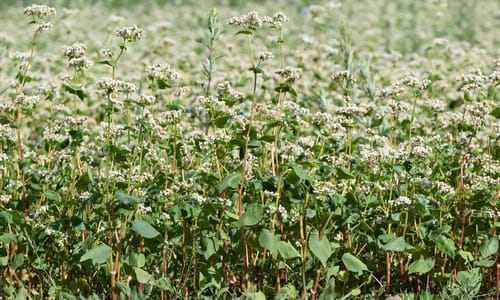 Boekweit (Fagopyrum esculentum)