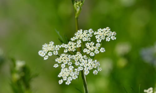 Karwij BIO (Carum carvi)