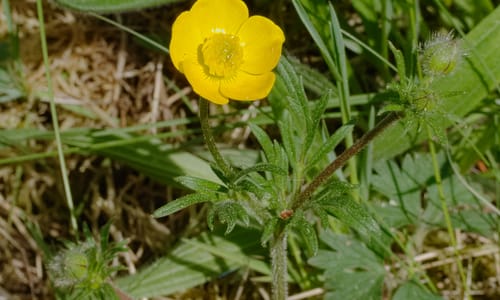 Knolboterbloem (Ranunculus bulbosus)