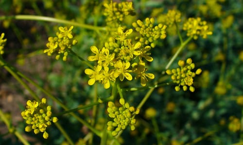 Wede BIO (Isatis tinctoria)