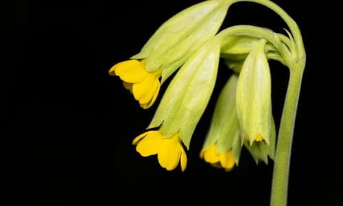 Gulden sleutelbloem (Primula veris)