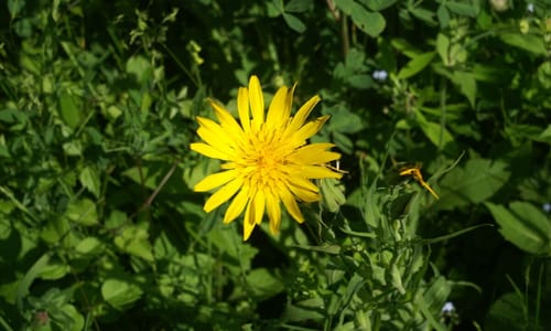Gele morgenster (Tragopogon pratensis ssp. pratensis)