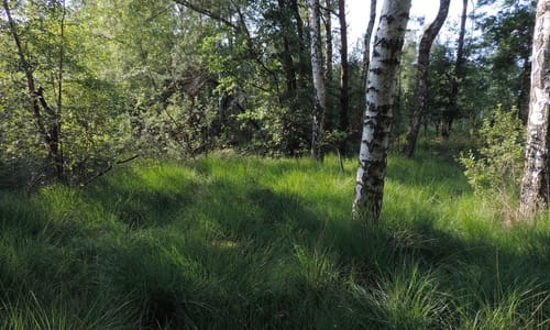 Molinia caerulea (Pijpenstrootje)