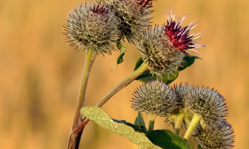 Donzige klit (Arctium tomentosum)