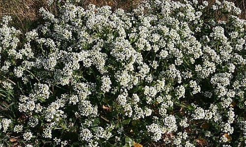 Echt lepelblad (Cochlearia officinalis)