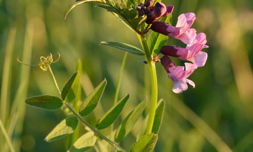 Heggenwikke (Vicia sepium)