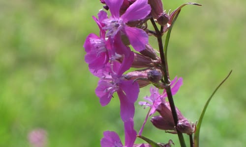 Rode pekanjer (Silene viscaria)