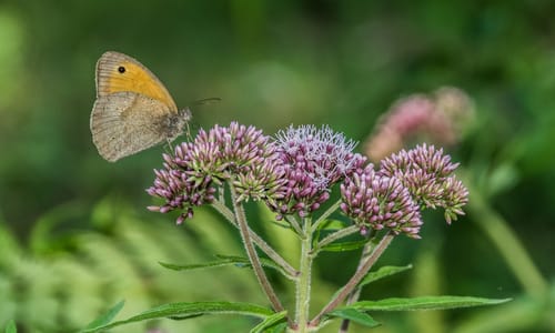Koninginnenkruid (Eupatorium cannabinum)