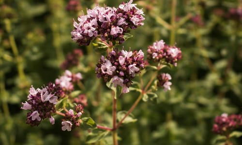 Wilde marjolein BIO (Origanum vulgare)