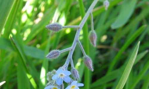 Akkervergeet-mij-nietje (Myosotis arvensis)