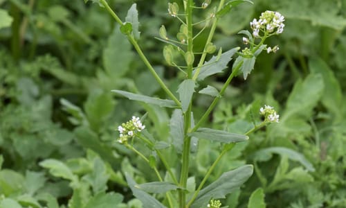 Witte krodde (Thlaspi arvense)