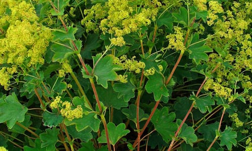 Geelgroene vrouwenmantel (Alchemilla xanthochlora)