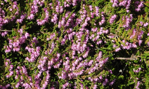 Struikhei (Calluna vulgaris)
