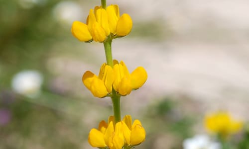 Gele lupine (Lupinus luteus)
