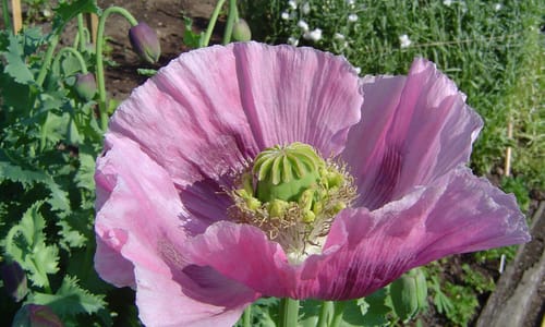 Slaapbol (Papaver somniferum)
