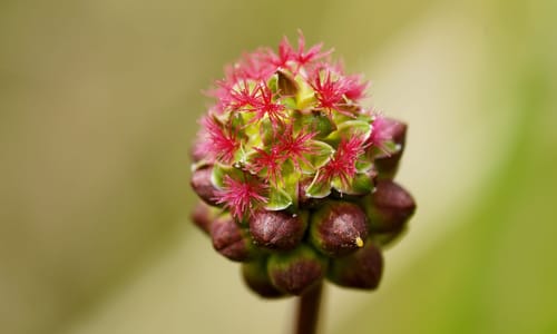 Kleine pimpernel BIO (Poterium sanguisorba ssp. sanguisorba)