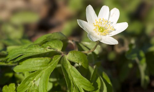 Bosanemoon (Anemone nemerosa)