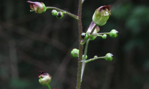 Knopig helmkruid (Scrophularia nodosa)