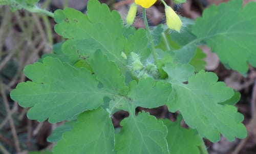 Stinkende gouwe (Chelidonium majus)
