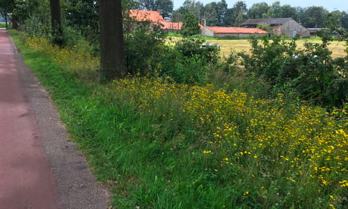 Schermhavikskruid (Hieracium sect. Hieracioides)