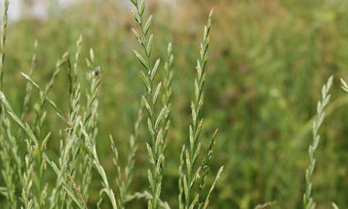 Engels raaigras BIO (Lolium perenne)
