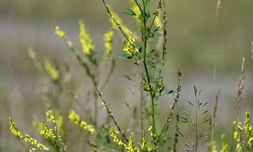 Citroengele honingklaver (Melilotus officinalis)