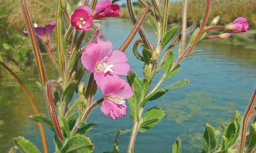 Harig wilgenroosje (Epilobium hirsutum)