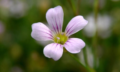 Kleine mantelanjer (Petrorhagia saxifraga)
