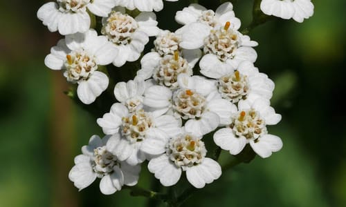 Duizendblad (Achillea millefolium)