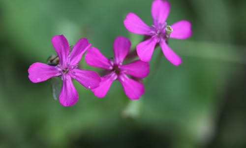 Pekbloem (Silene armeria)
