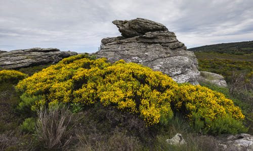 Brem (Cytisus scoparius)