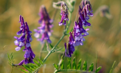 Vogelwikke BIO (Vicia cracca)