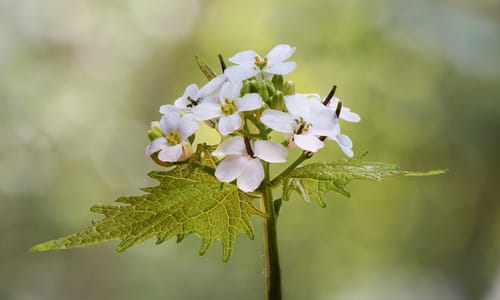 Look-zonder-look (Alliaria petiolata)